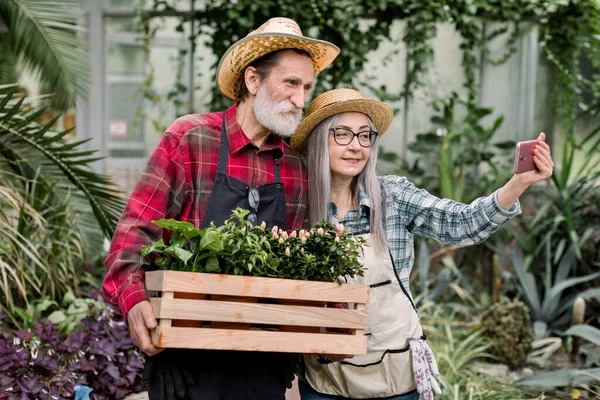 Deux jardiniers seniors, homme et femme en chapeaux de paille et chemises à carreaux, faisant des photos ensemble sur smartphone ou ayant un appel vidéo, posant avec des pots de fleurs dans une boîte en bois, debout dans une belle serre — Photo