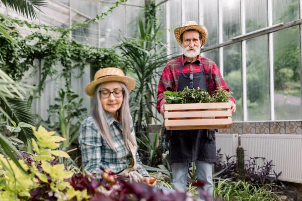 Elderly couple working in greenhouse. Happy senior woman in hat and checkered shirt looking at green plants, while handsome bearded man walking to her with flowering pots in wooden box