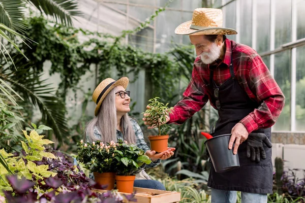 Happy attractive retired gardeners, man and woman, in straw hats and shirts, working together in wonderful glasshouse and replanting decorative plant into pot