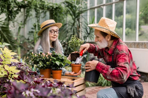 Happy attractive retired gardeners, man and woman, in straw hats and shirts, working together in wonderful glasshouse and replanting decorative plant into pot