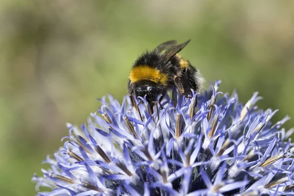 Nærbillede Humlebi Lilla Blomst Kopier Plads - Stock-foto