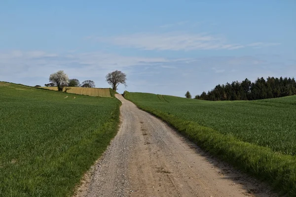 Feldweg Den Feldern Mit Bäumen Hintergrund — Stockfoto