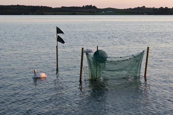 Swans Fishing Net Sunset — Stock Photo, Image