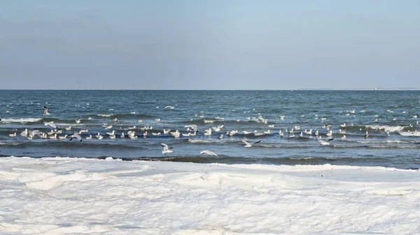 Seagulls Icy Beach Clear Day — Stock Photo, Image