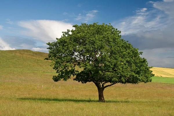 Árvore Solitária Campo Dia Verão — Fotografia de Stock