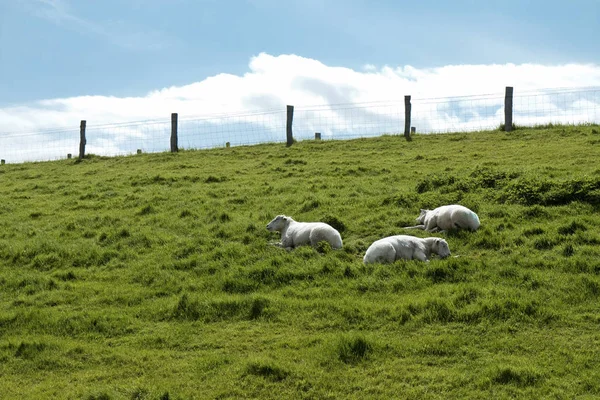 Ruheschaf Auf Einem Hügel Bei Husum Deutschland — Stockfoto