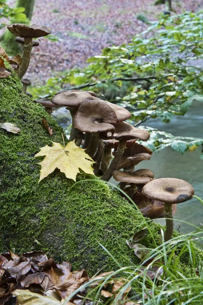 Hongos Viejo Tronco Árbol —  Fotos de Stock