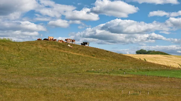 Bovini Una Collina Una Giornata Estiva — Foto Stock