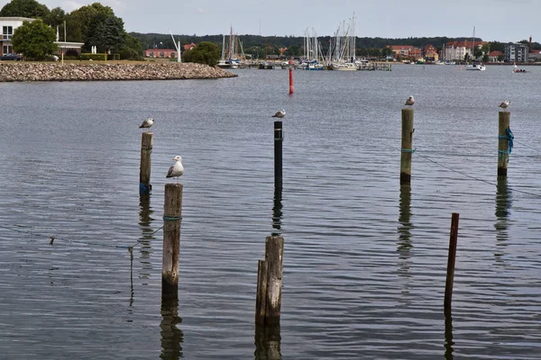 Måsar Förtöjning Stolpar Den Lilla Hamnen Vid Graasten Danmark — Stockfoto