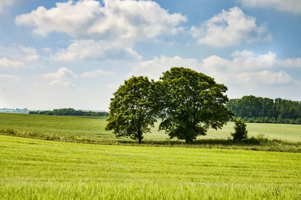 Bäume Einem Maisfeld Einem Sommertag — Stockfoto