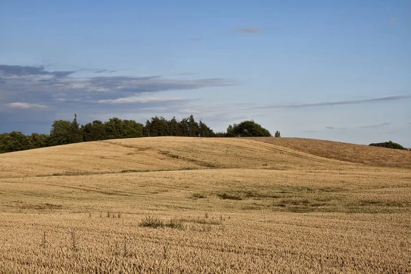 Champ Maïs Sous Ciel Bleu Peut Être Utilisé Comme Fond — Photo