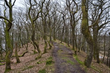 Sonbahar, bir ormandaki eğri ağaçlar