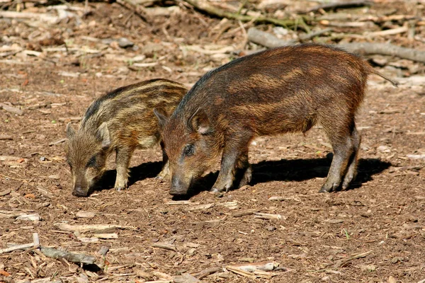 野猪幼崽在森林里寻找食物 — 图库照片