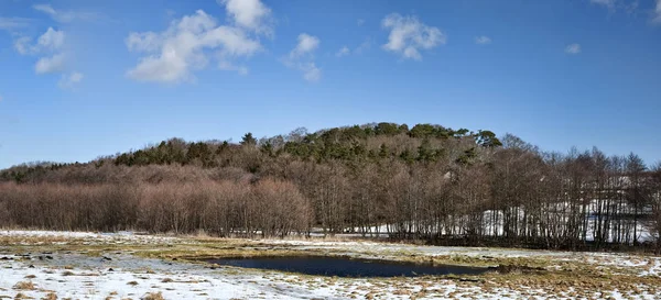 Bosque Invierno Panorama Puede Utilizar Como Fondo — Foto de Stock