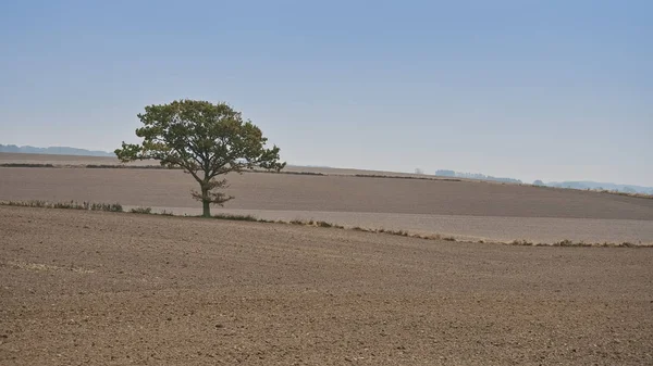 Lonely Tree in the Field — Stock Photo, Image