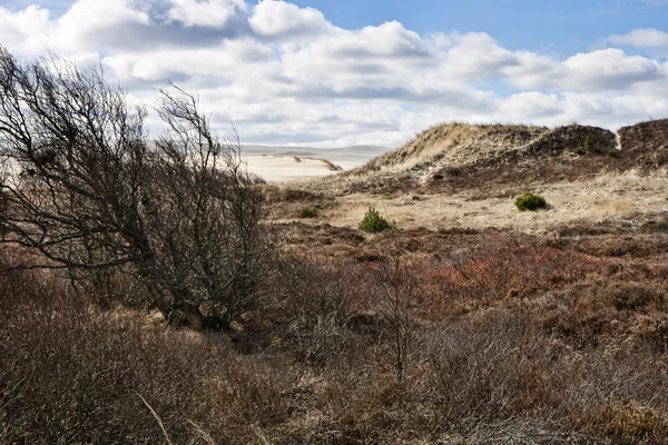 Bush in the Sand Dunes — Stock Photo, Image