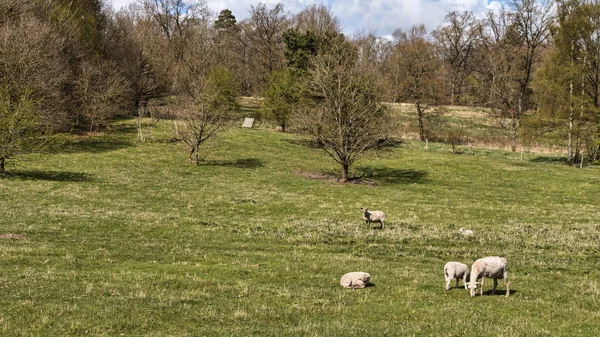 Sheep in the Field — Stock Photo, Image