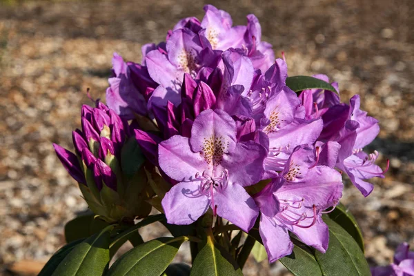 Pink Rhododendron — Stock Photo, Image