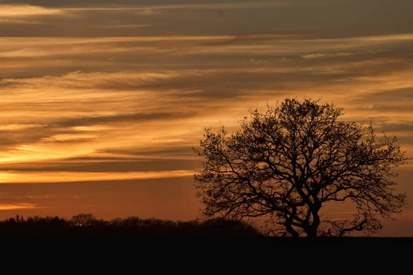 Arbre solitaire au coucher du soleil — Photo