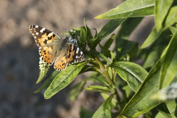 Butterfly - Vanessa Cardui — Stock Photo, Image