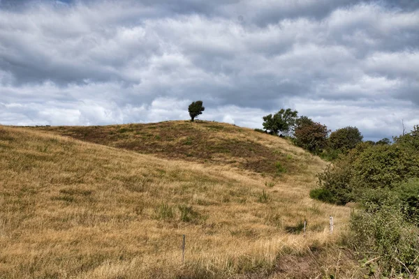 Trees on the Hill — Stock Photo, Image