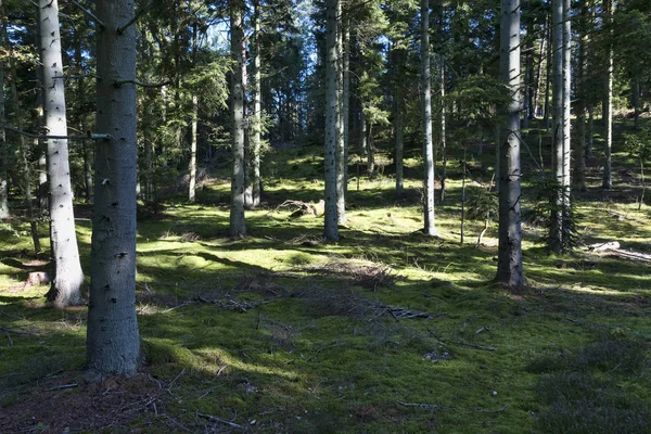 Sunshine in the Forest — Stock Photo, Image