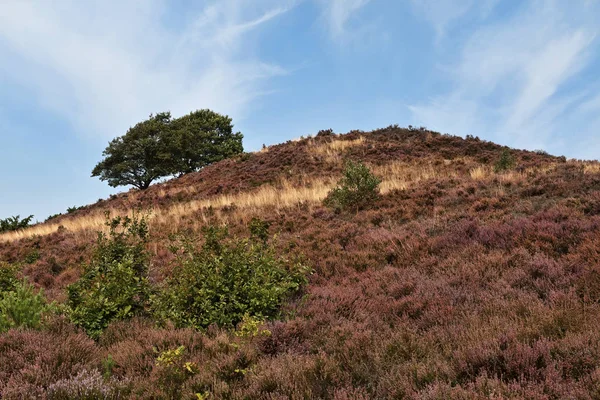 Heather na wzgórzu — Zdjęcie stockowe