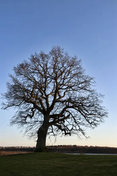 Γυμνό δέντρο στο ηλιοβασίλεμα — Φωτογραφία Αρχείου