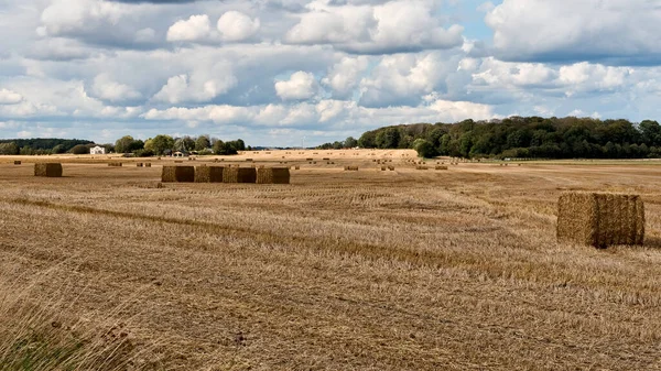 Bales Straw Field Harvest — Stock Photo, Image
