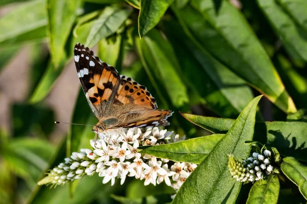 Closeup Butterfly White Flower — Stock Photo, Image