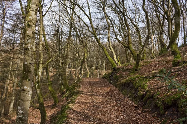 Sentier Forestier Automne Avec Arbres Courbes — Photo