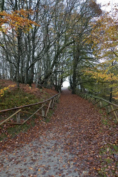 Folhas Outono Uma Floresta Novembro — Fotografia de Stock