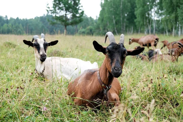 Caprinos Raça Pura Exploração Cabras — Fotografia de Stock