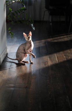 Sfenks kedi playng ve ev arka planda atlama