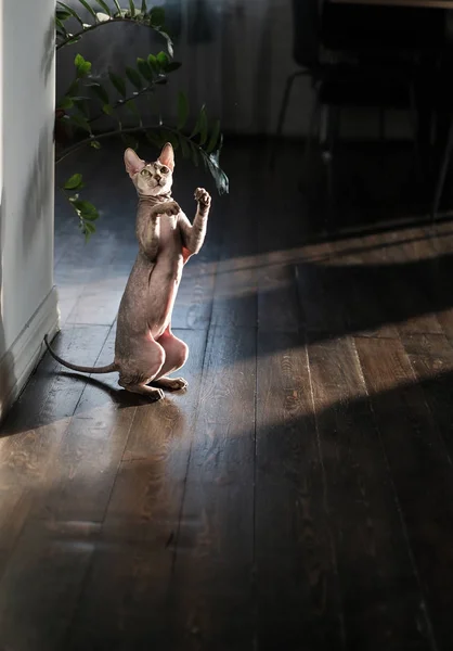 Sphinx cat playng and jumping at the home background