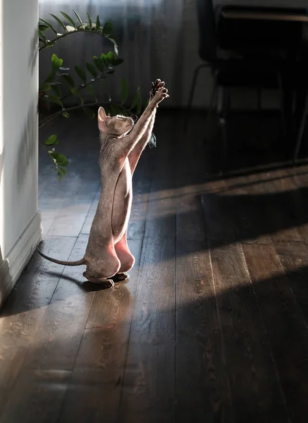 Sphinx cat playng and jumping at the home background