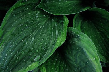 Çizilmiş arka plan damlaları ile yeşil yaprak. Yakın çekim, makro