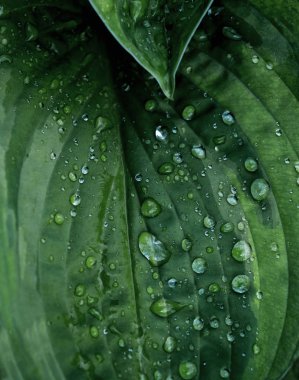 Çizilmiş arka plan damlaları ile yeşil yaprak. Yakın çekim, makro