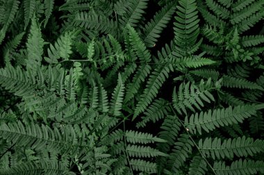 Çizilmiş arka plan damlaları ile yeşil yaprak. Yakın çekim, makro