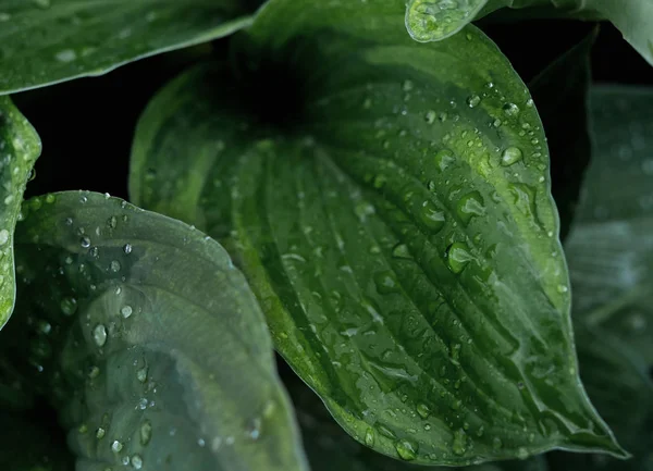 Green leaf with drops of drew background. Closeup, macro