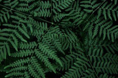 Çizilmiş arka plan damlaları ile yeşil yaprak. Yakın çekim, makro