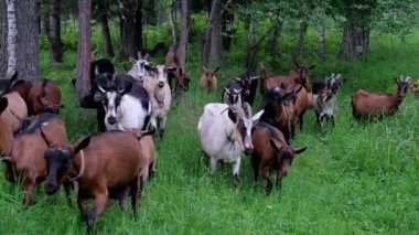 Ormanda yürüyen safkan keçiler yavaş hareket, gün batımı arka planda 