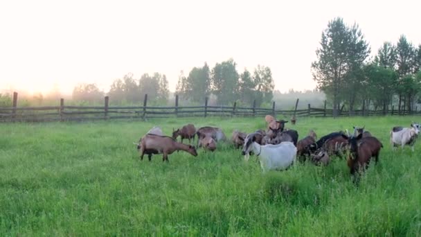 Fullblods Getter Som Går Skogs Slowmotion Vid Solnedgångens Bakgrund — Stockvideo