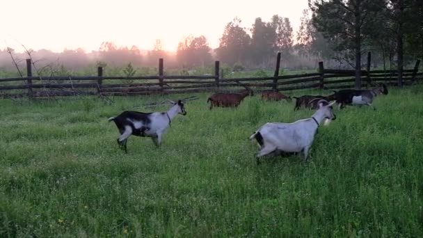 Vollblut Ziegen Die Waldzeitlupe Hintergrund Des Sonnenuntergangs Spazieren — Stockvideo