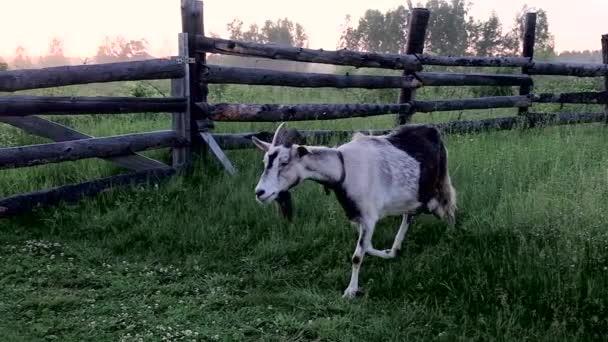 Cabras Raza Pura Caminando Cámara Lenta Del Bosque Atardecer — Vídeos de Stock