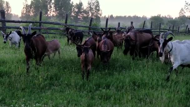 Cabras Puras Andando Câmara Lenta Floresta Pôr Sol — Vídeo de Stock