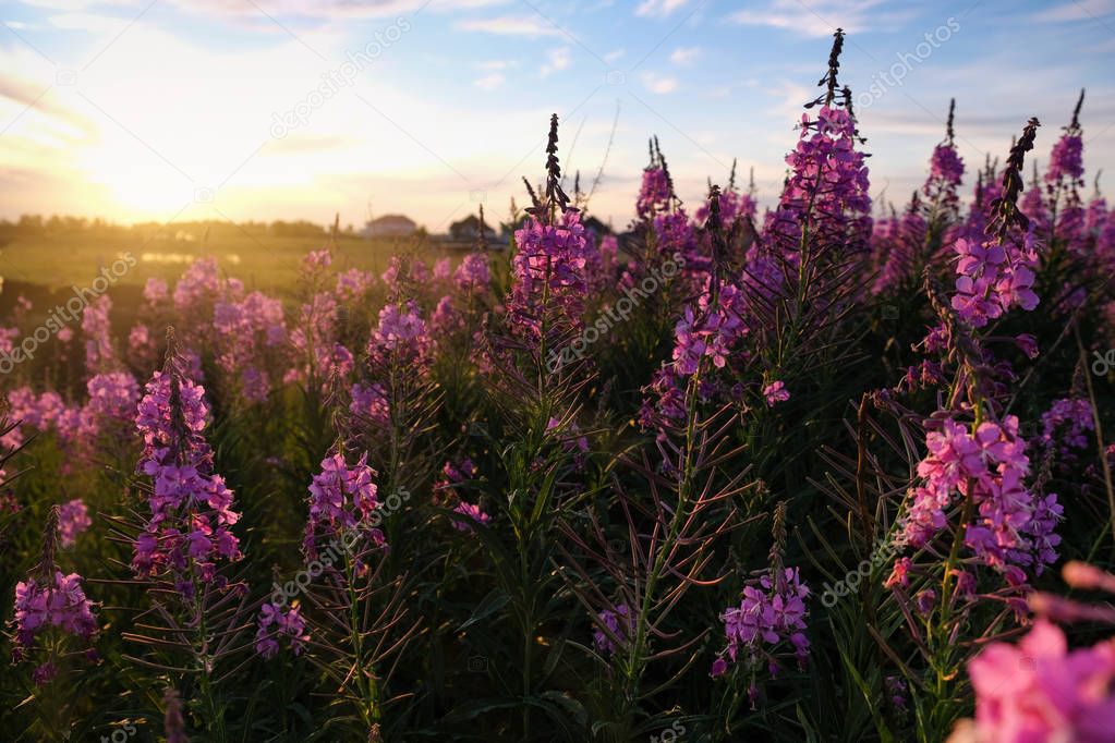 Sunset landscape with Willow-herb or ivan-tea at the front view