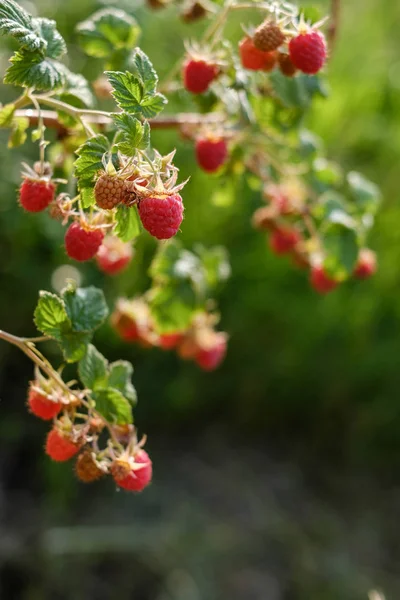 Roter Himbeerstrauß Garten Sonnigen Sommertagen — Stockfoto