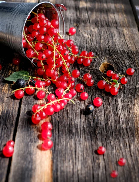 Ягоди Червоної Смородини Дерев Яному Фоні Столу — стокове фото