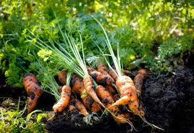 Güneşli bir günde havuç hasadı 